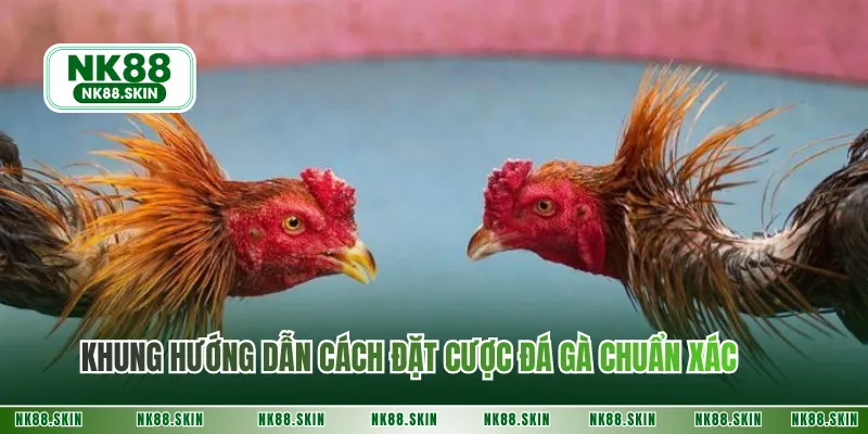 Khung hướng dẫn cách đặt cược đá gà chuẩn xác